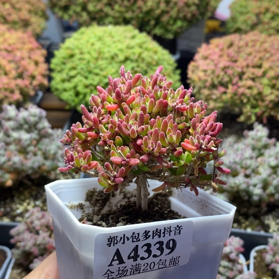 红麒麟4339枝干番杏