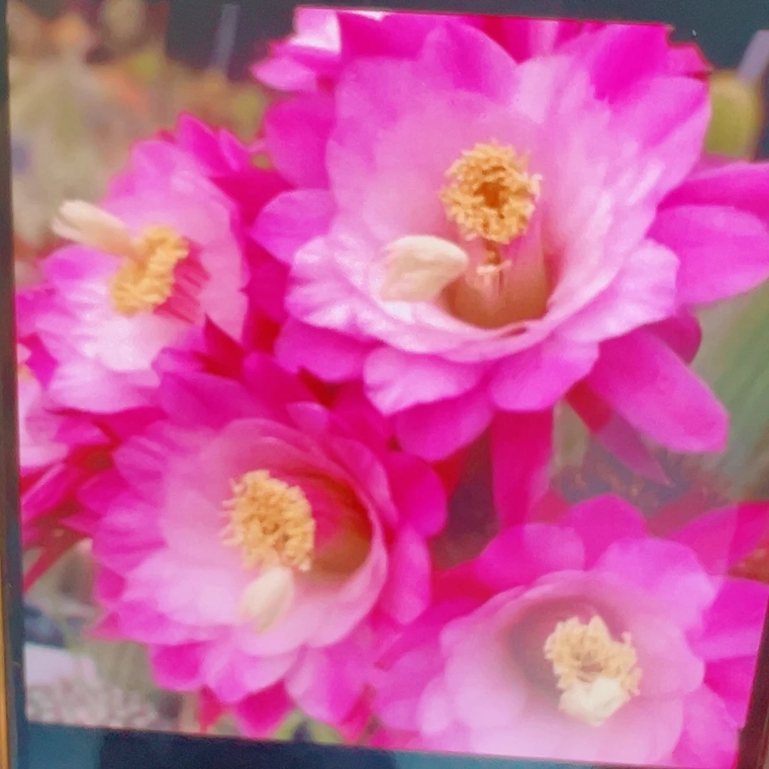 金妞 海姆侧芽 满20包邮
