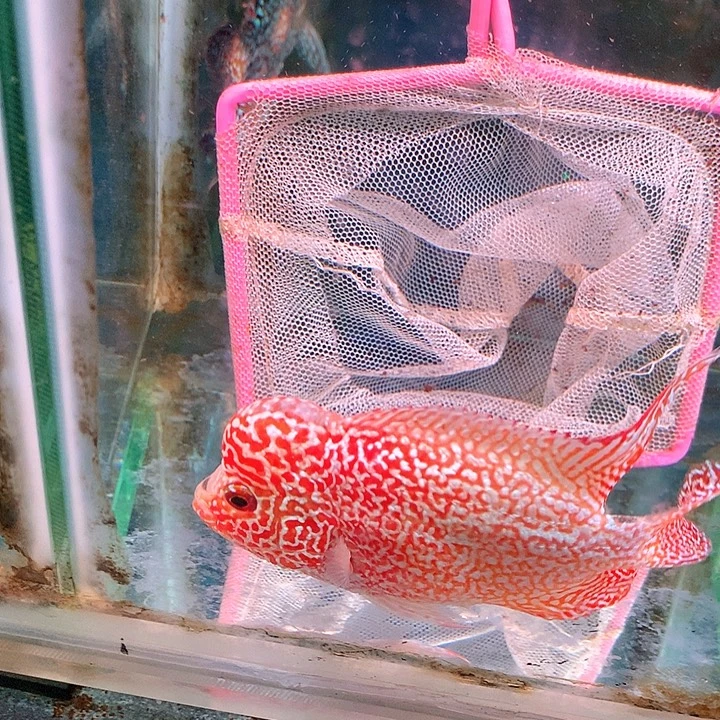 罗汉鱼71号鱼666666888888