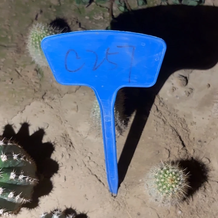 y*nC257,112三颗瑕疵歪头