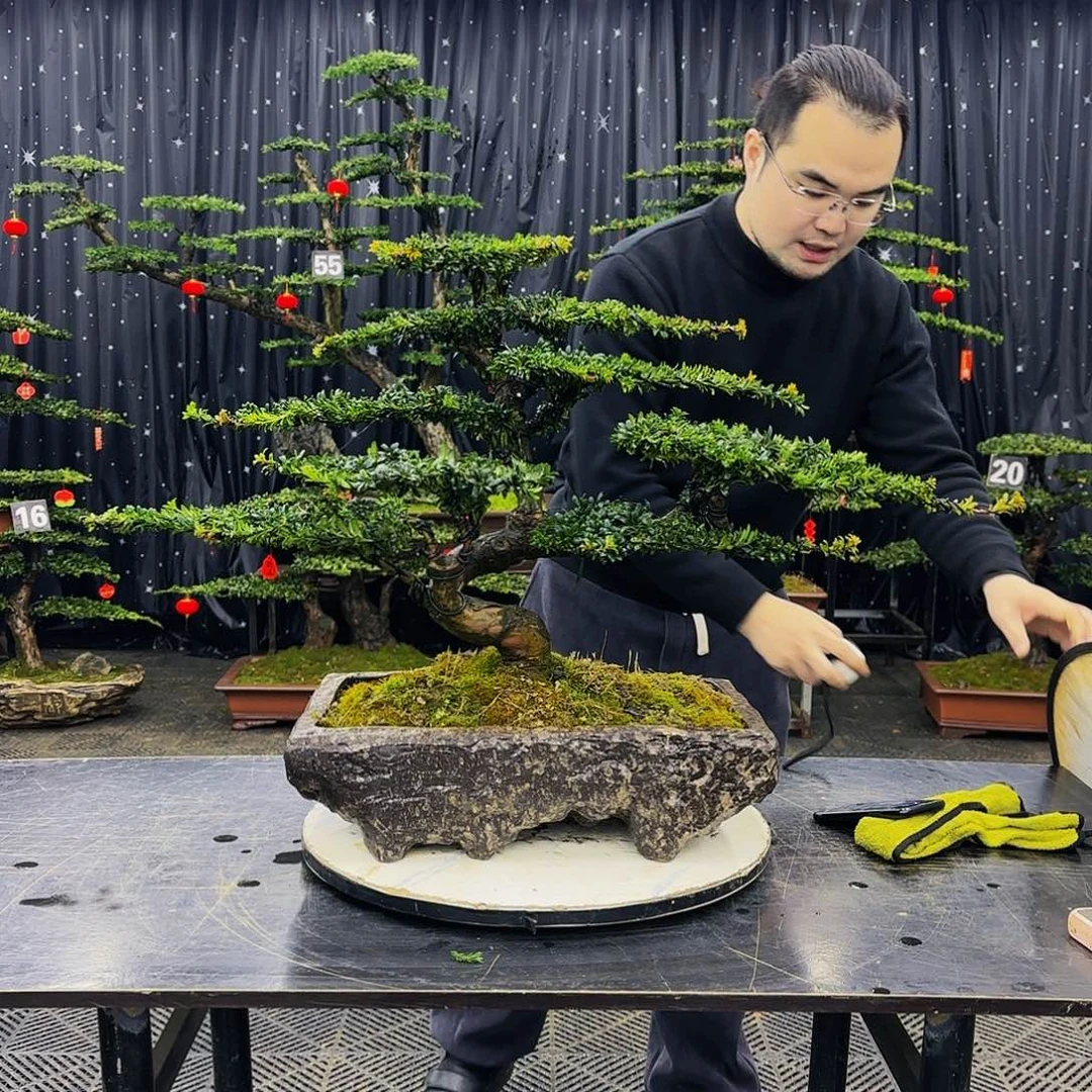 松树柏树造型盆景