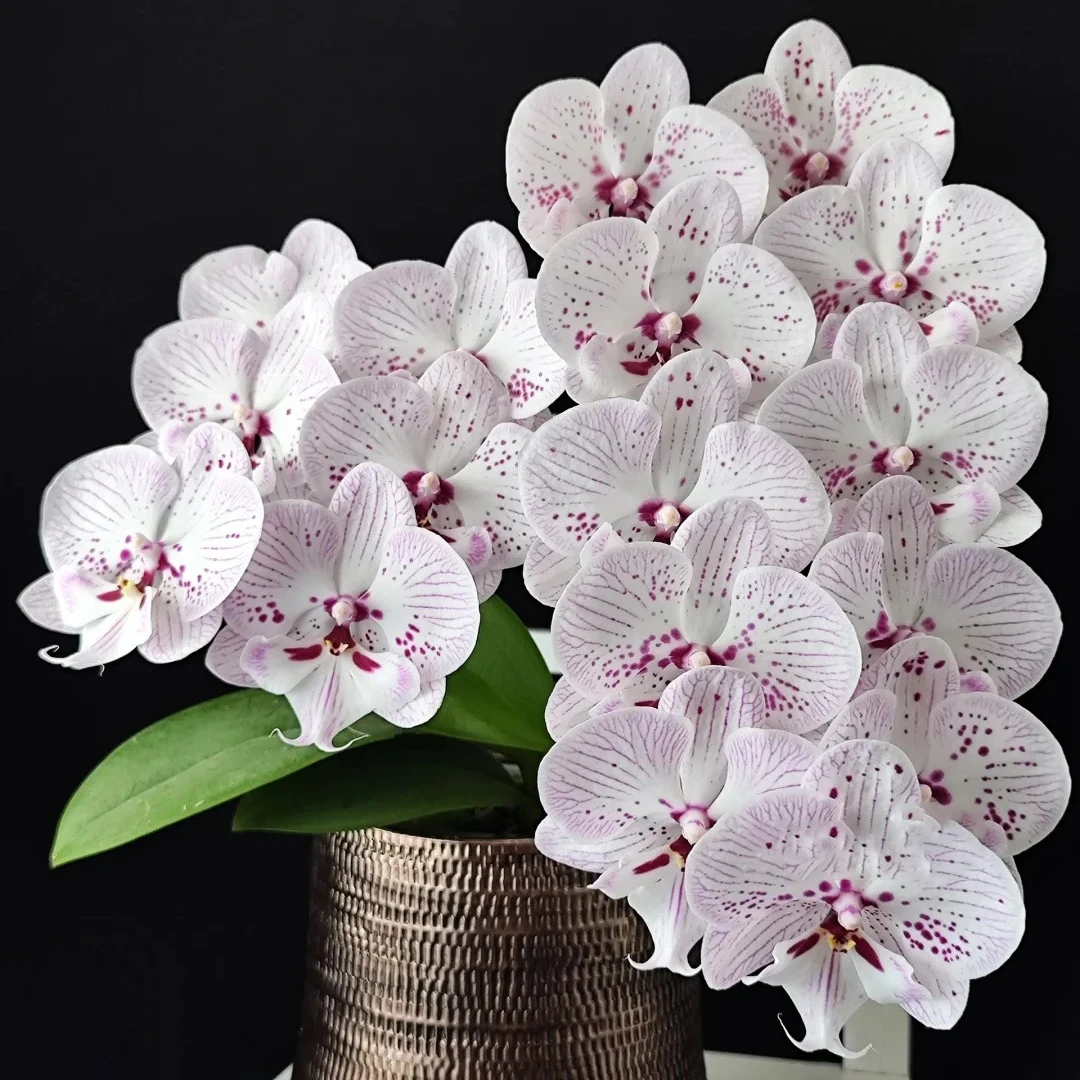 (再见萤火虫)3.0寸加高加大杯苗