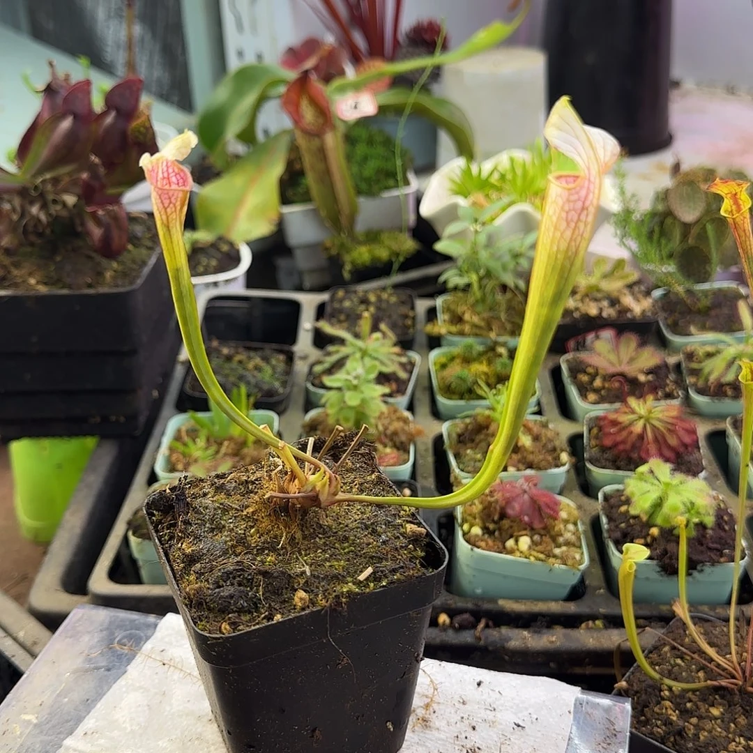 完全开放SL3粉豹瓶子草