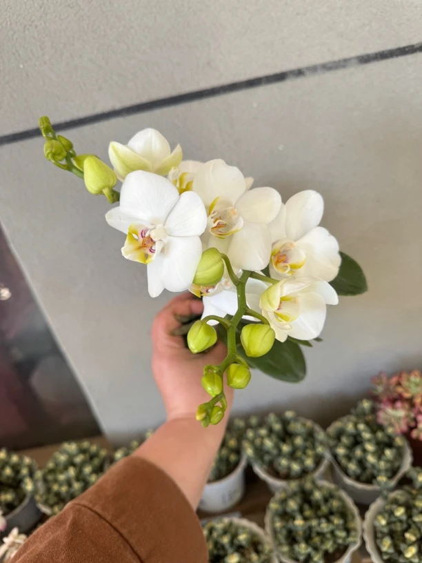 好阿玛，蝴蝶兰，单颗，