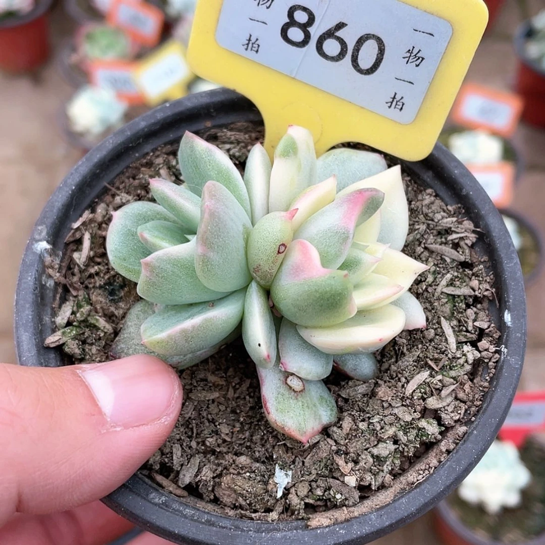 【闪购商品】大*糖860号