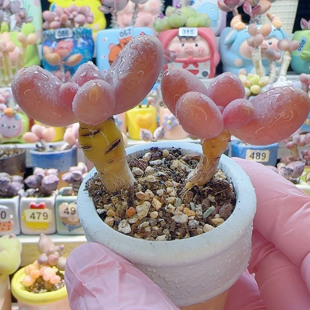 L 双头芒果奶 盆口4cm