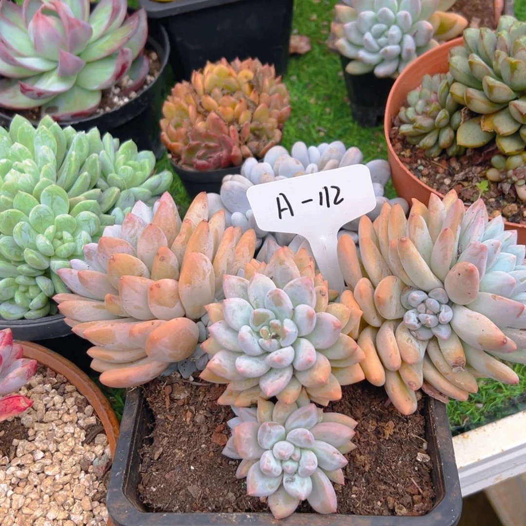 香水112号一物一拍