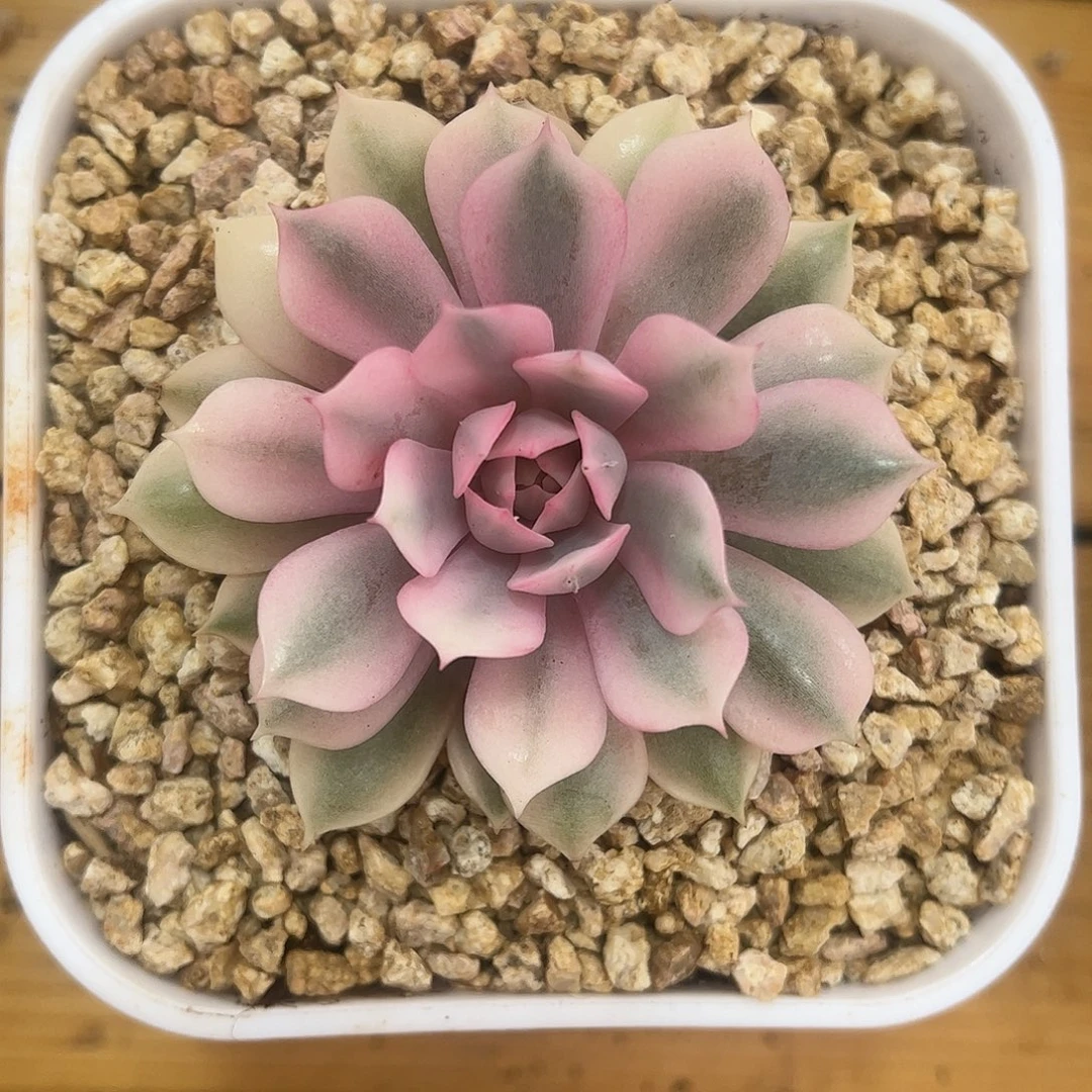 粉蝶锦 婕宝一物一拍