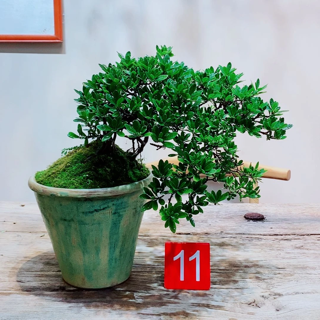 海岛栀子花一物一拍