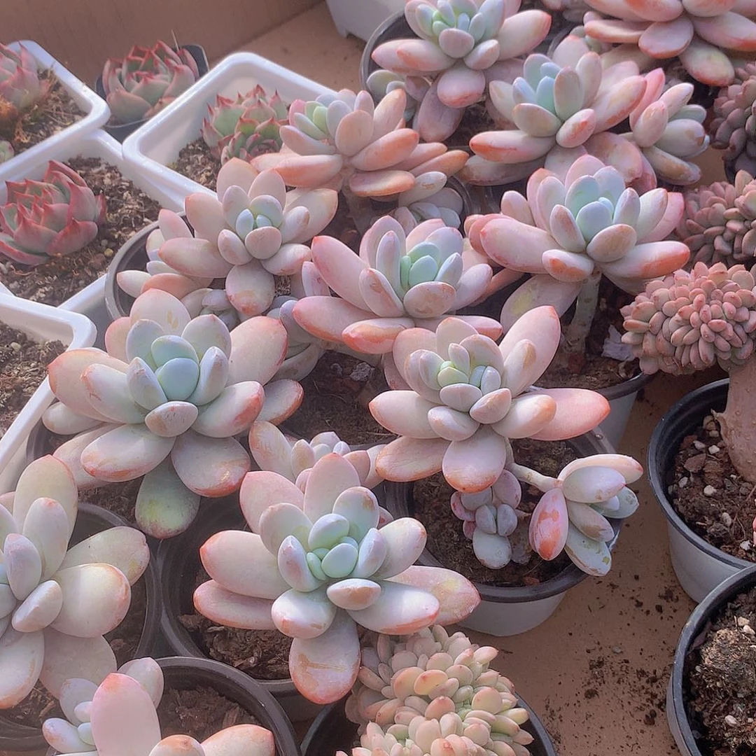 雪美人捡漏2457788900