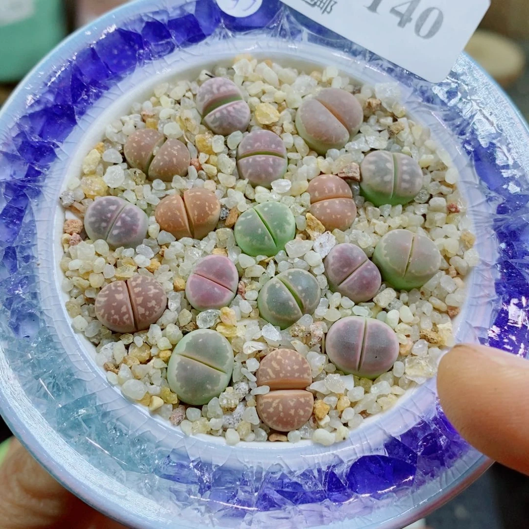 其实哈哈哈哈哈哈哈哈140