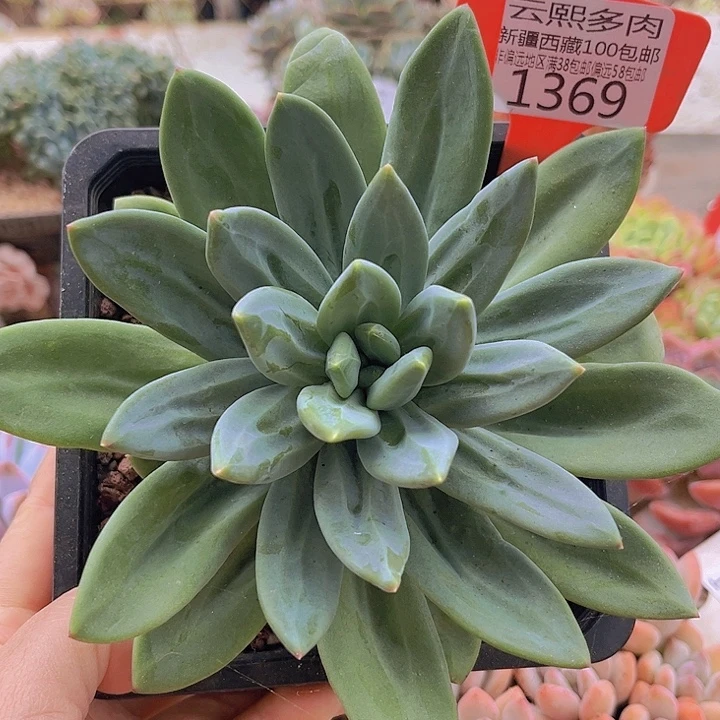 1369海洋之歌。