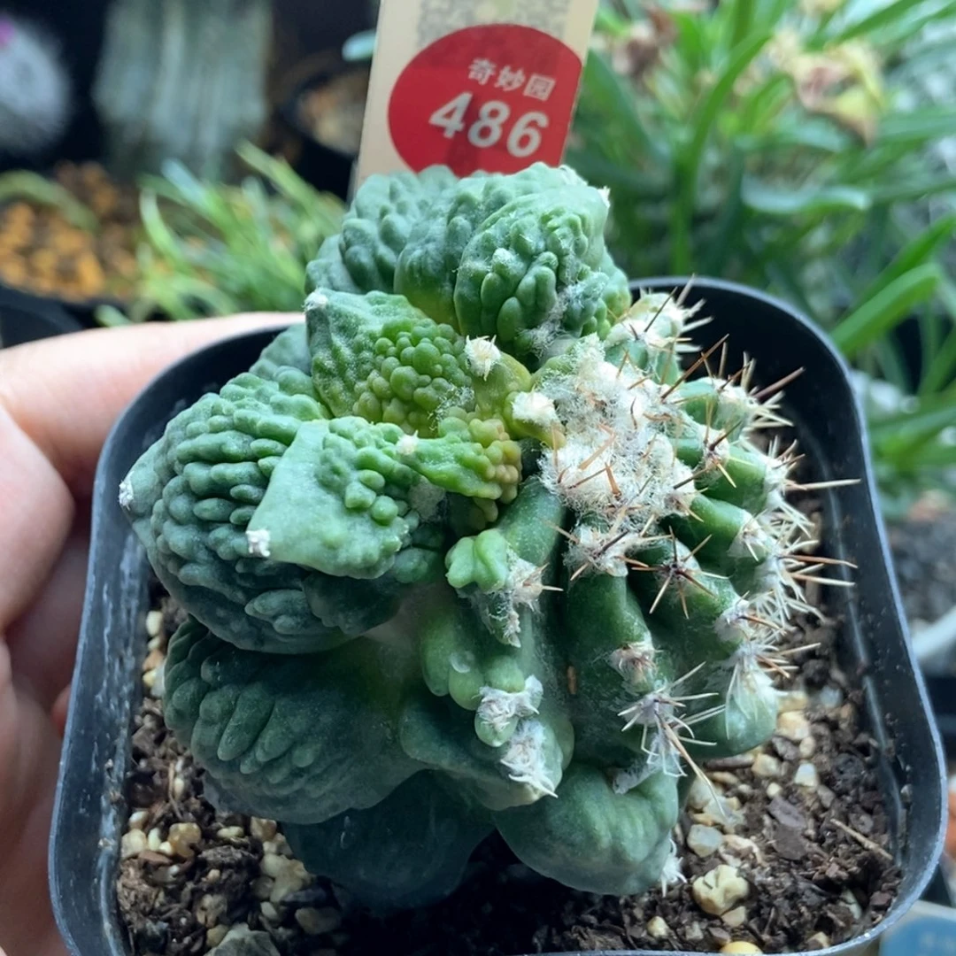 自根怒涛牡丹嵌合体