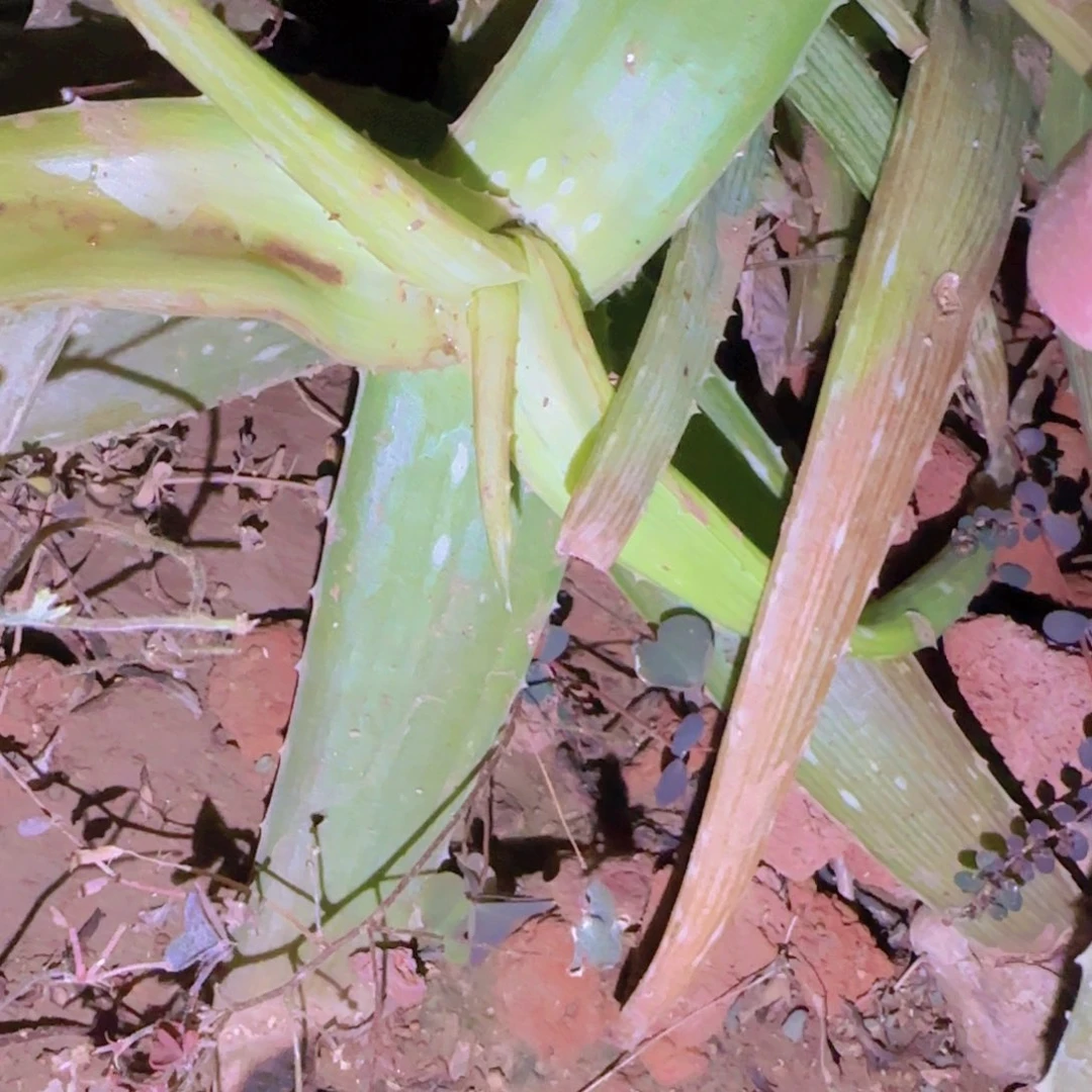 ****迪块根植物块根植物