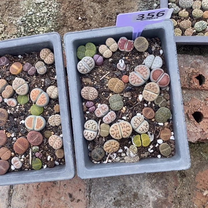 乐***英生石花等植物的生长356