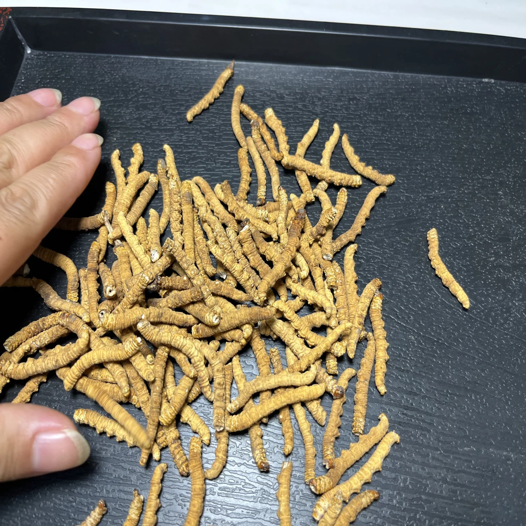 那曲断草纯肉节，