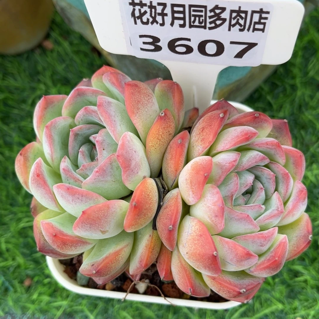 多肉植物3607 一定要拍个冷链哦