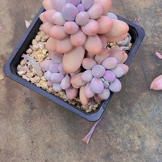 燕*汤圆多肉植物