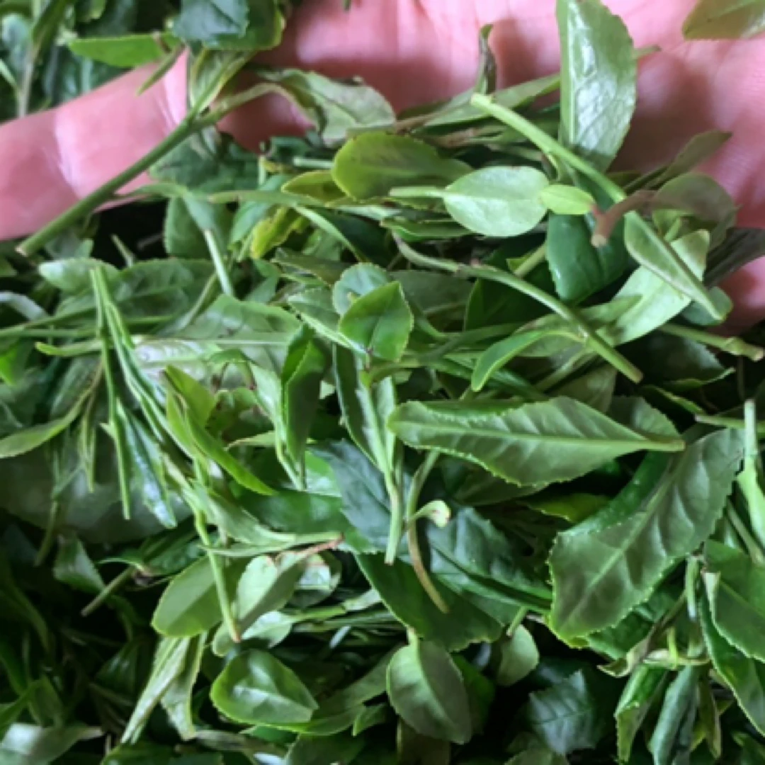 【新茶秋茶】日照绿茶 新茶 栗香沙口 耐冲泡