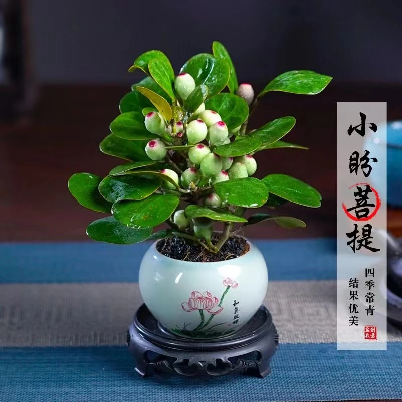 多果小盼菩提室内盆栽茶桌办公桌花卉绿植好养盆景禅意微景观