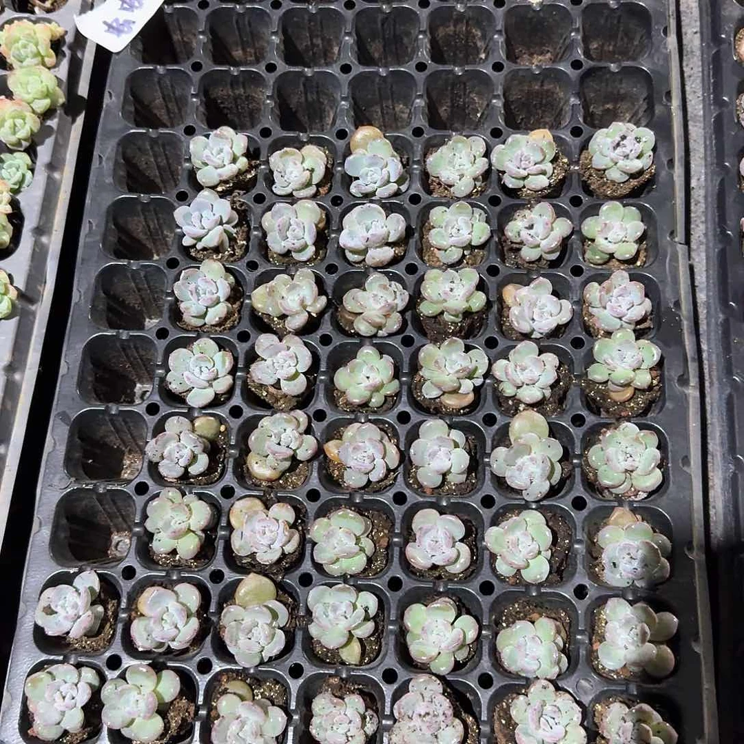 虫虫一物一拍专拍