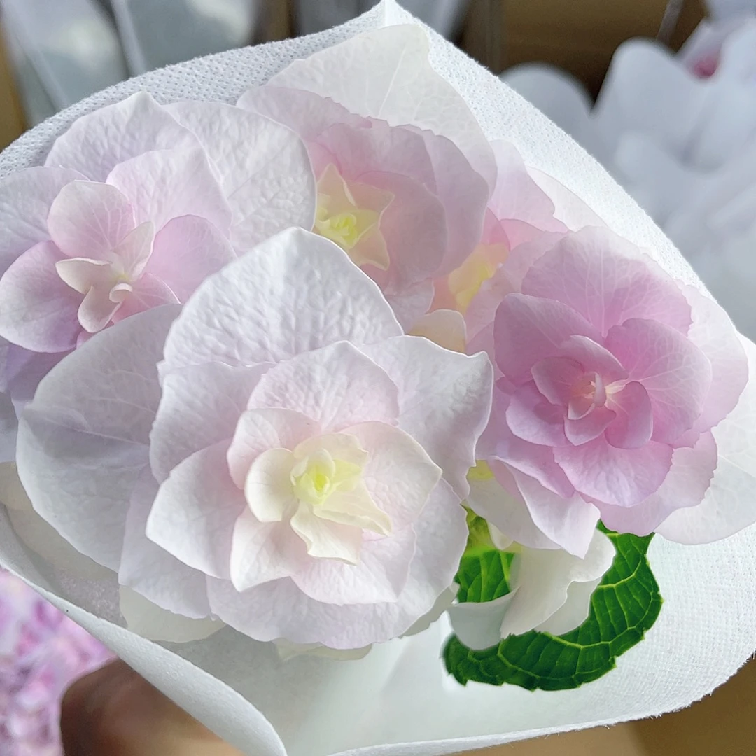 完全开放稀有绣球花177