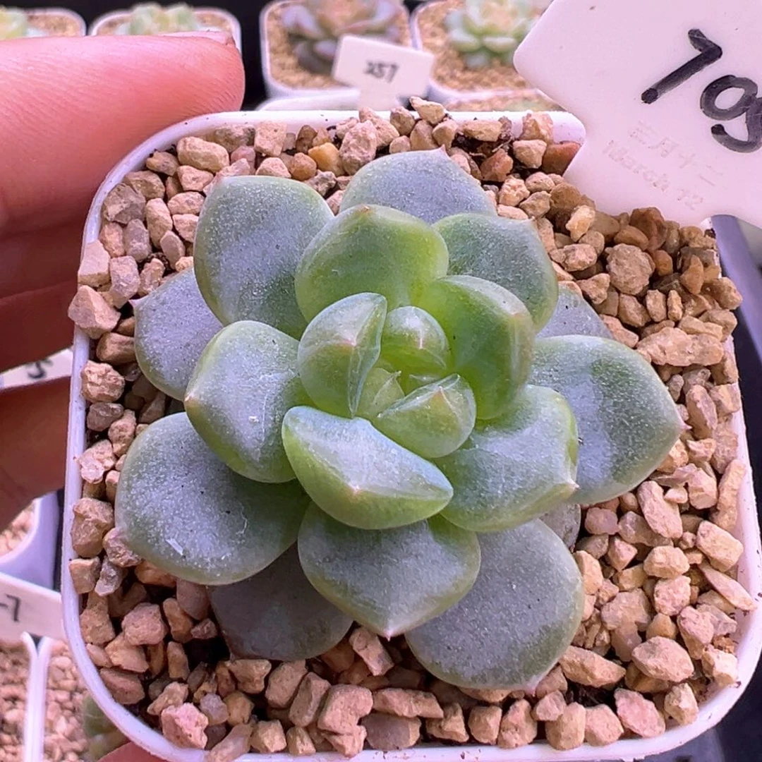 705号星楼 晗雨多肉