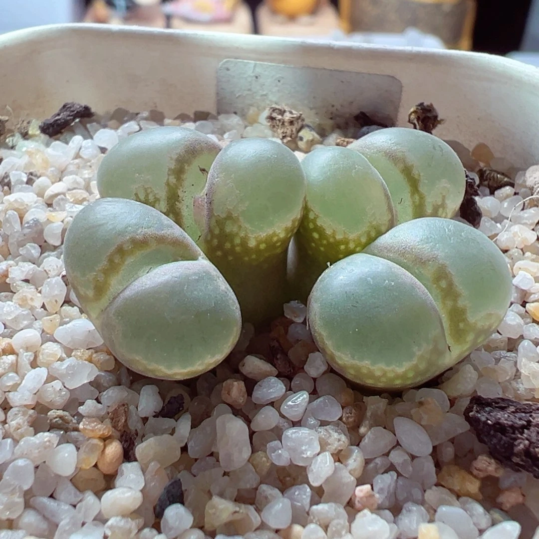 103-357多肉多日日系