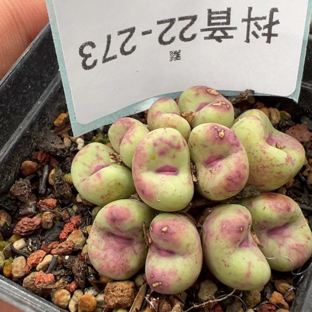 憨***达22-273肉锥多肉植物