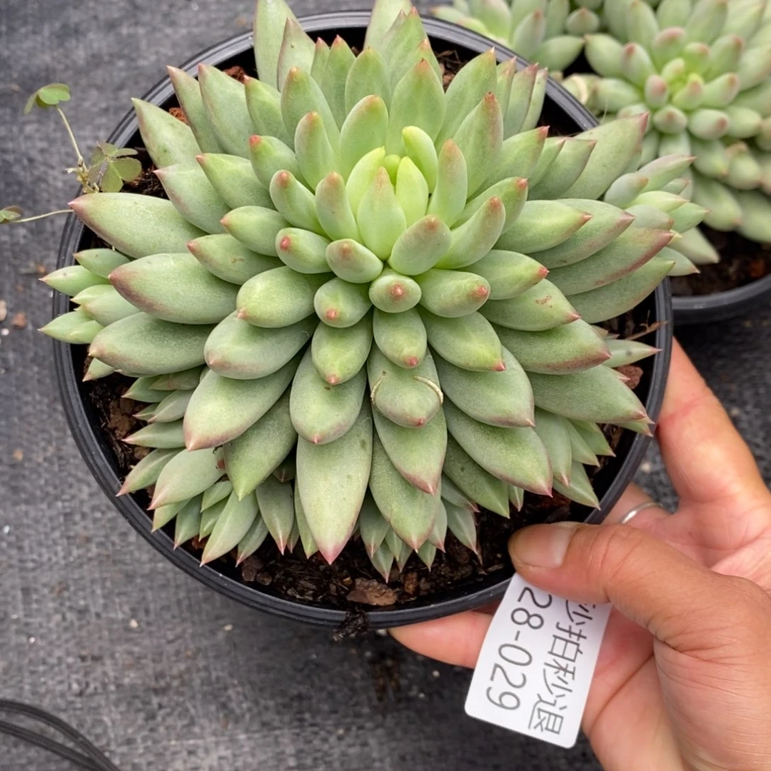 勿秒拍秒退 9028-29虞美人