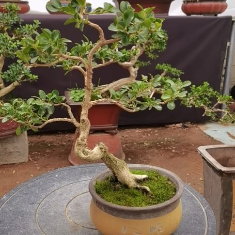 无花朵瓜子黄杨盆景瓜子