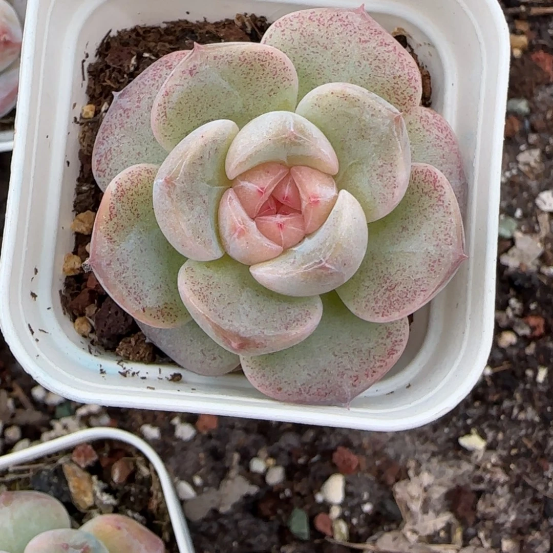 小卡拉米糖心一物一拍