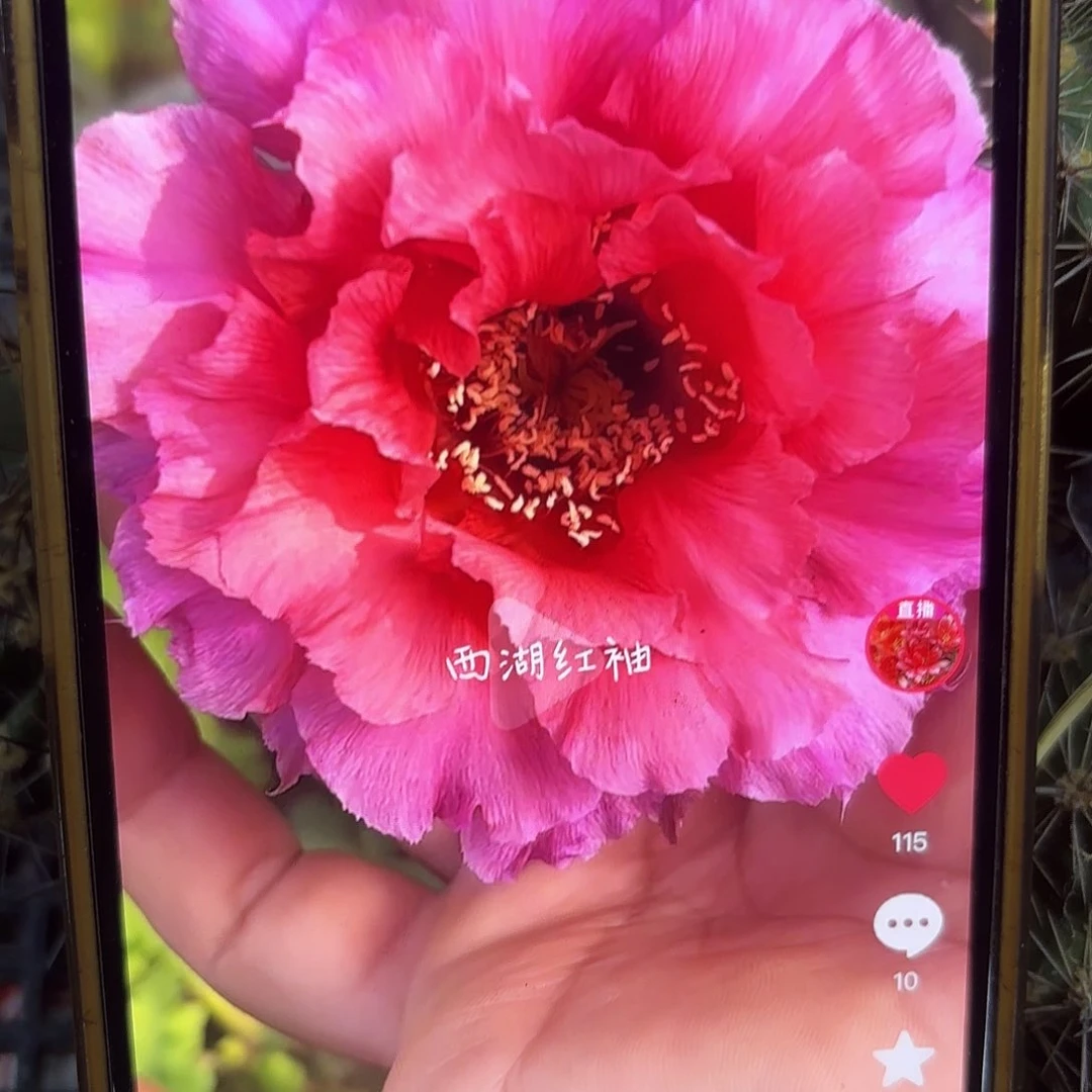 红袖彩侧牙20包邮53