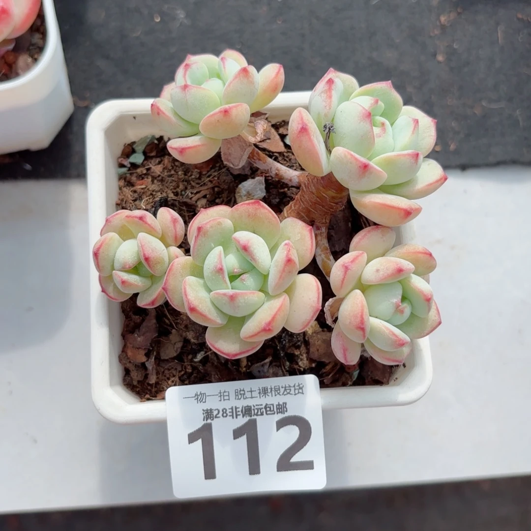 香草老桩无盆土发货