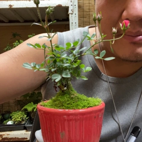 红陶一物一拍所见即所得145