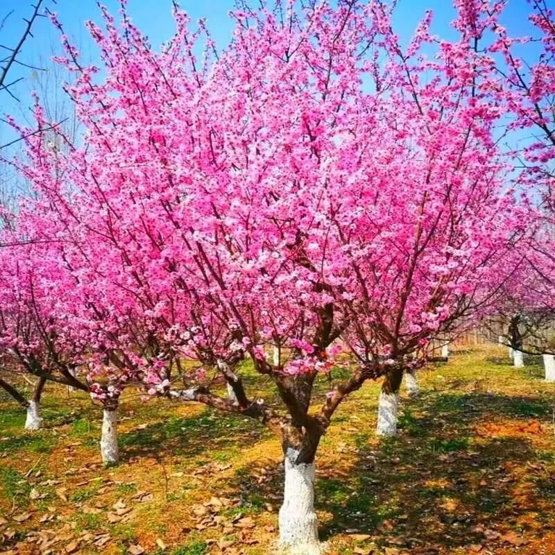 梅花树苗嫁接榆叶梅花苗庭院盆栽耐寒种植花旗观赏梅花绿化苗