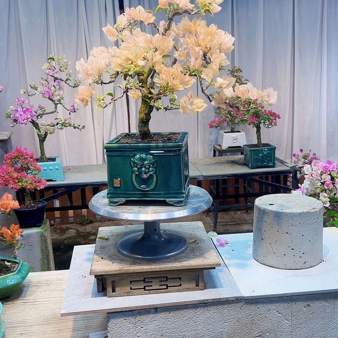 小***园无花朵马斯三角梅盆景