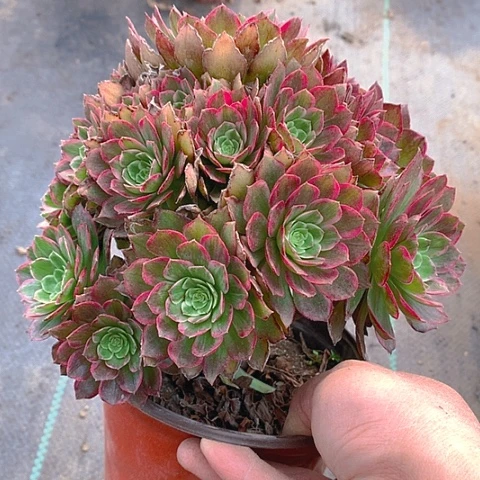 282莲花多肉植物