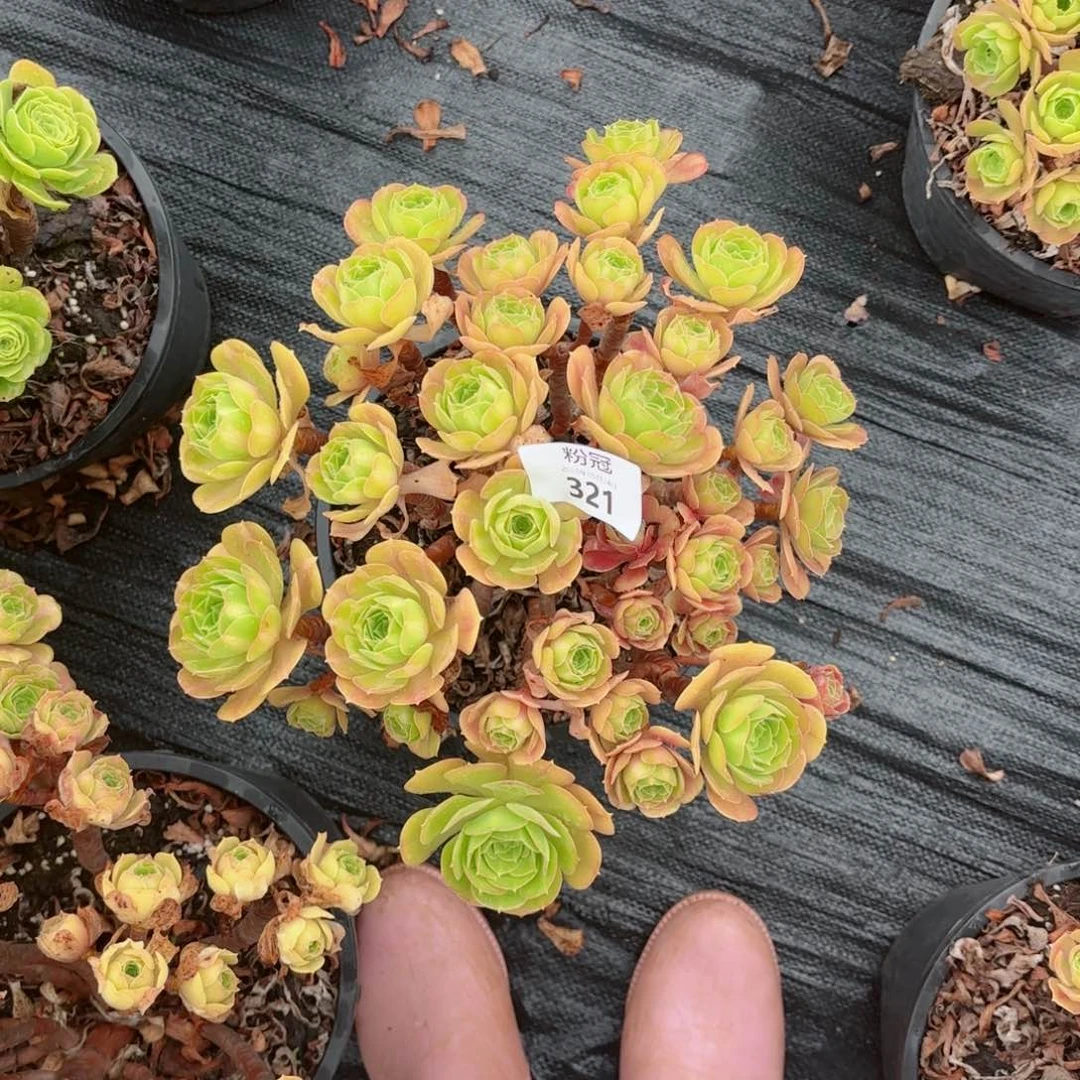 321 多肉植物法师锦