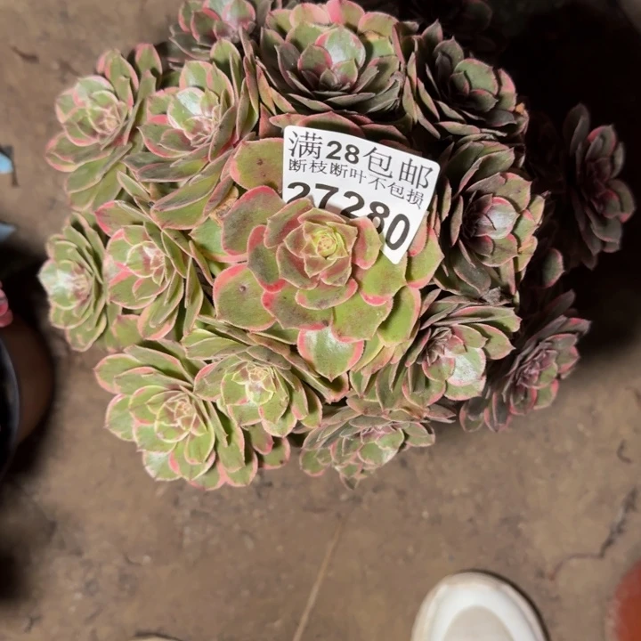 27280花妖不包断枝