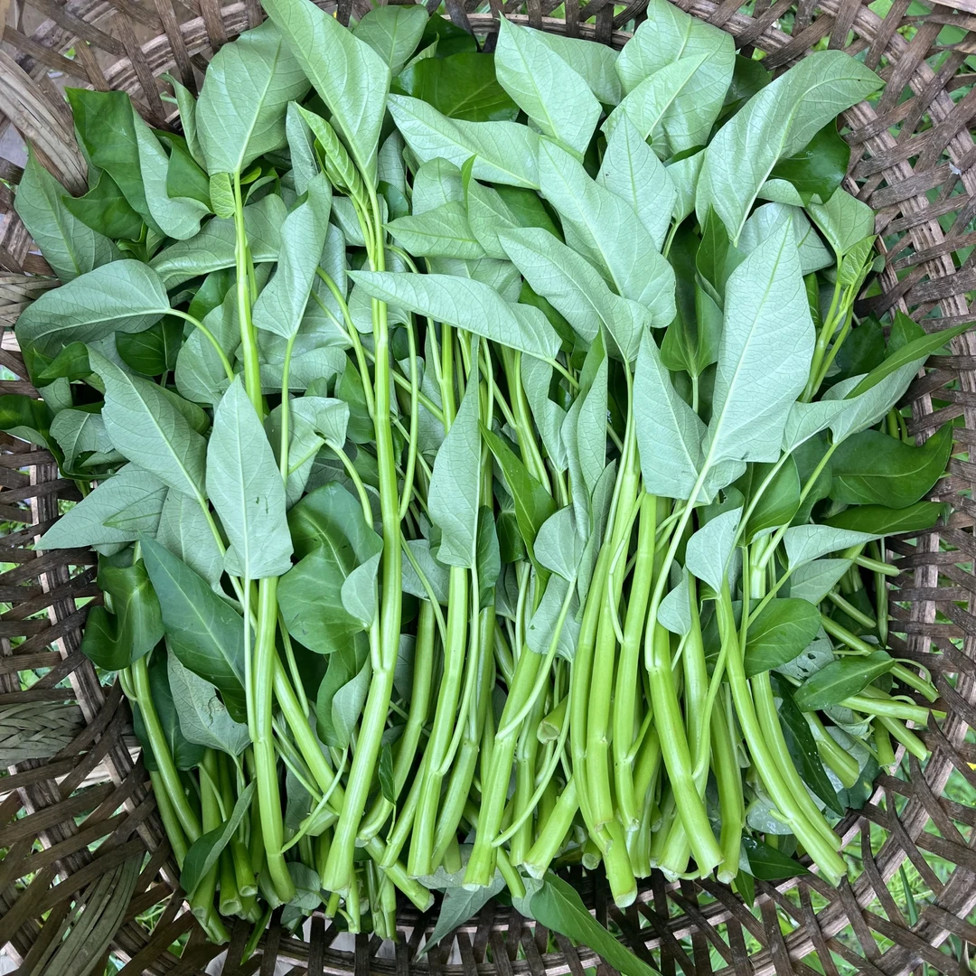 杭州本地新鲜现割空心菜2斤江浙沪京东次日达新鲜蔬菜叶菜脆爽可口番茄同城送浙江省