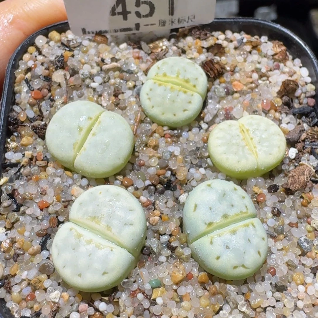 Sss清仓便宜出了451