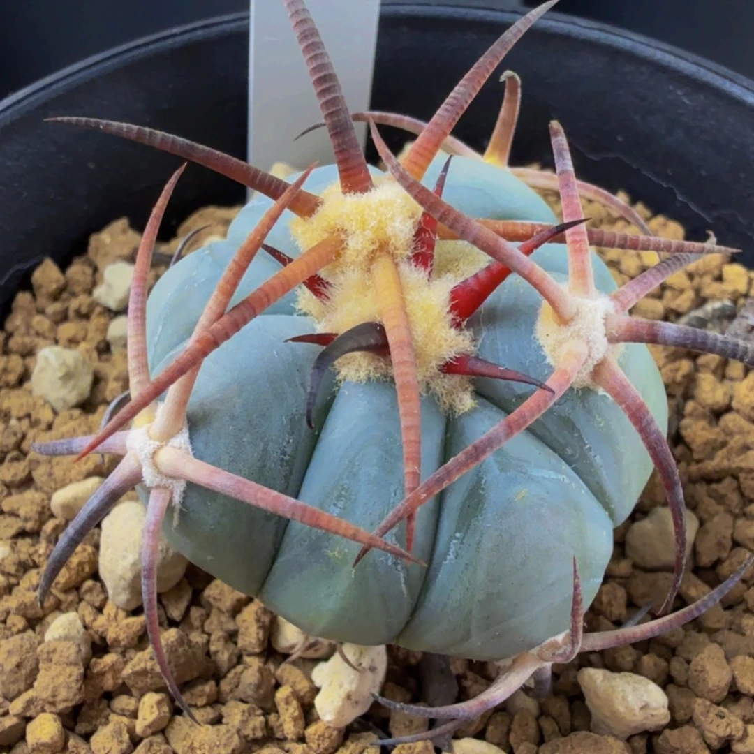 尼氏平丸 实生 长刺