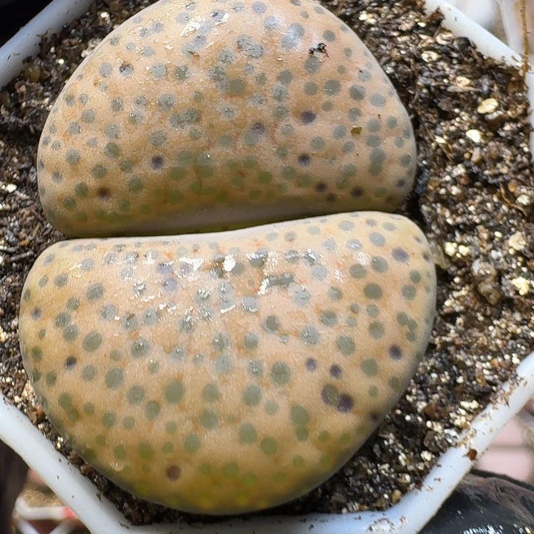 生石花23:：/。  89号