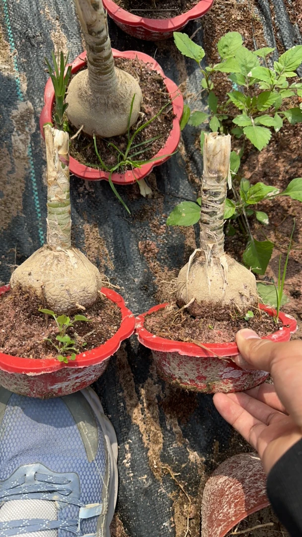 90天养死包赔/盆口直径10公分/带盆土/红色水仙盆/懒人绿植/二盆