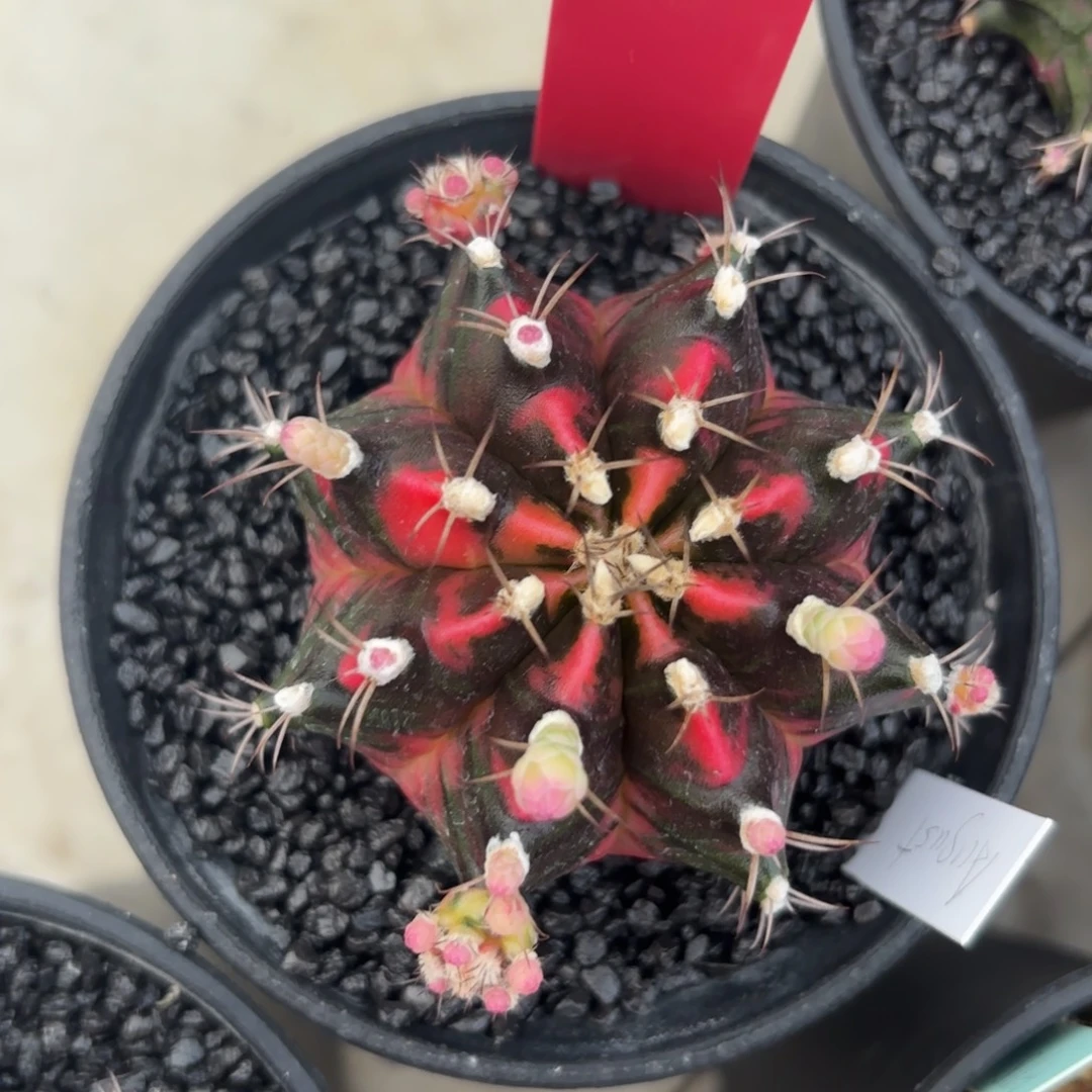 L536-1213泰国发货 八月