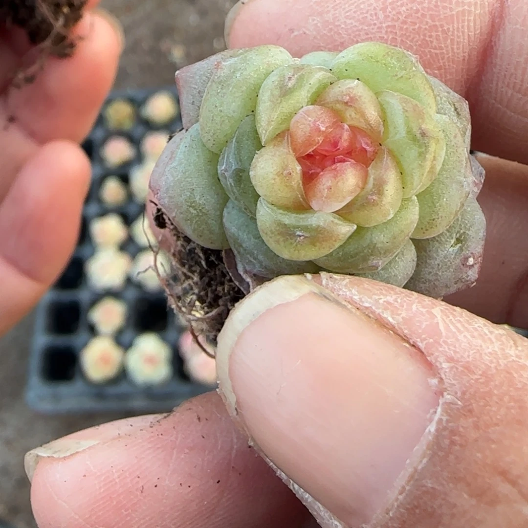 多肉小卡拉米糖心一物一拍