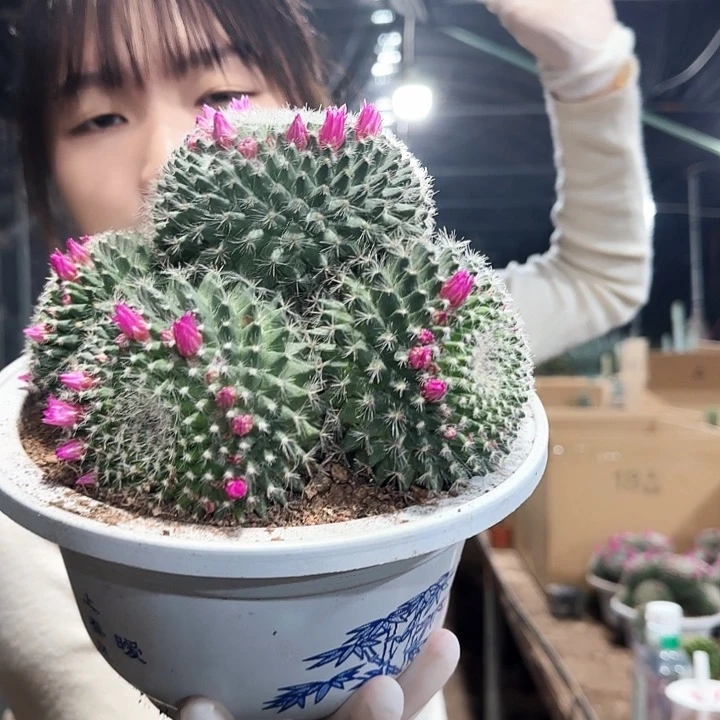 玉翁群11111111111