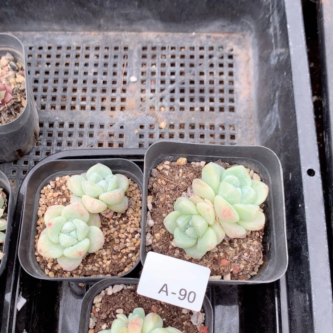 无花朵A90英语英语英语一天