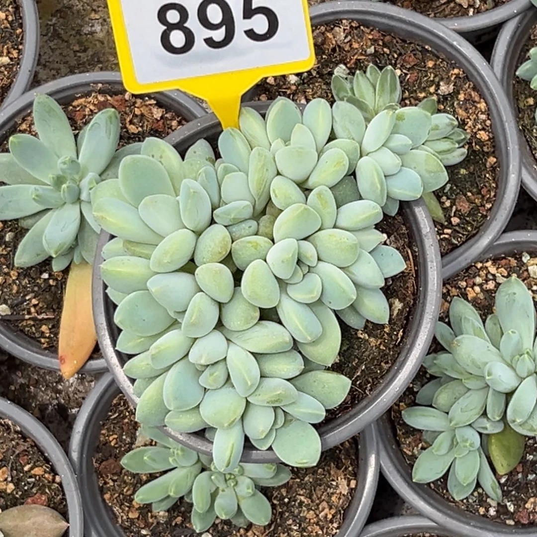 多肉植物奶糖群895